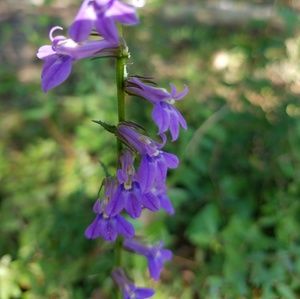 Meet your Posher, Charles